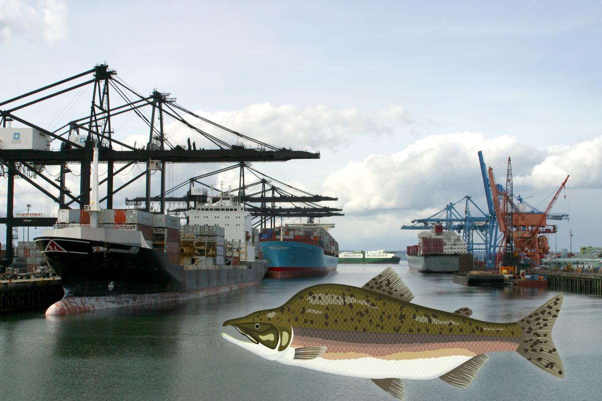 A pink salmon illustration moving across the Sitcum Waterway